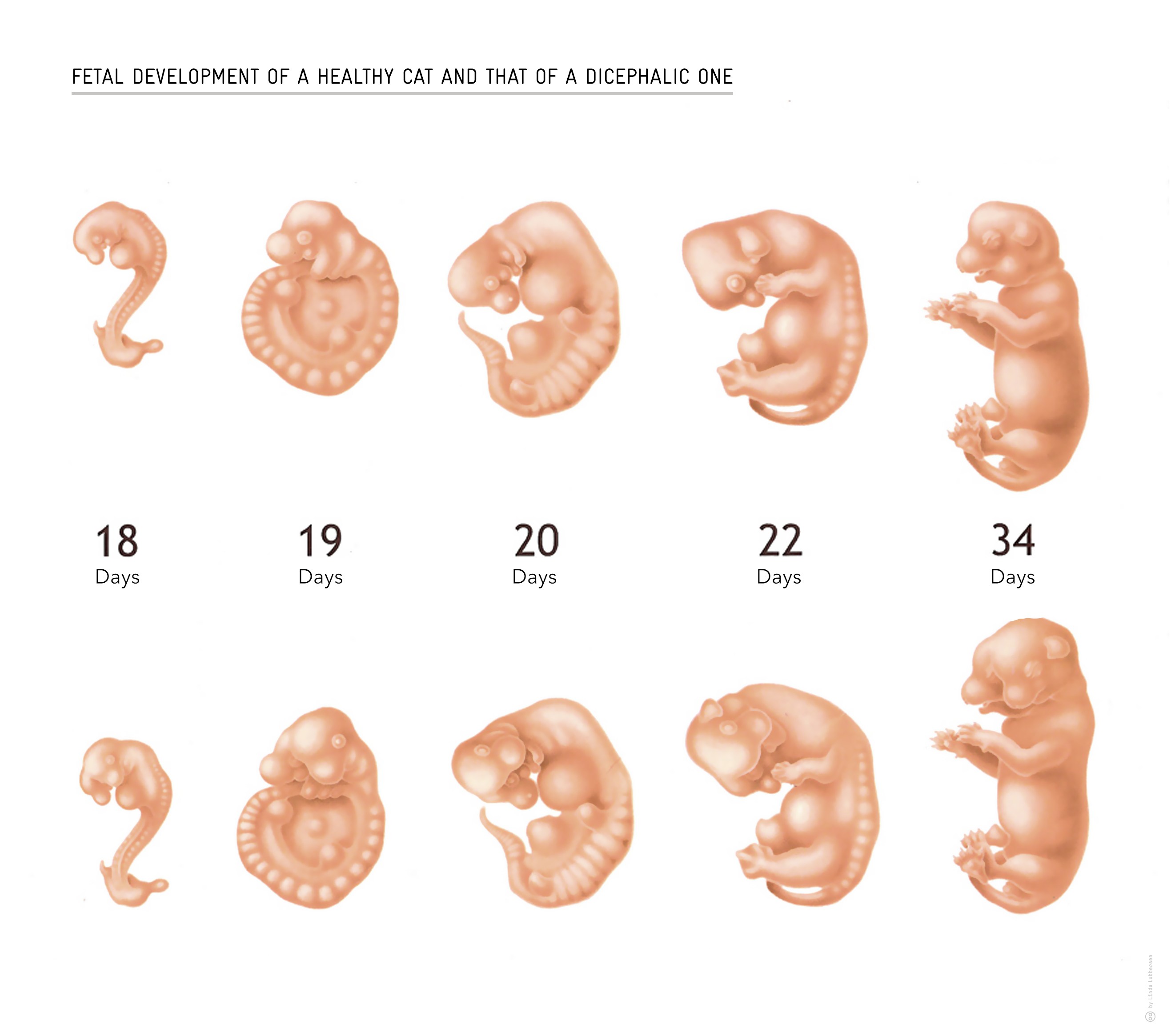 Срок плода 2 недели. Эволюция эмбриона человека по неделям. Этапы формирования эмбриона человека по неделям. Стадия развития эмбриона плода и зародыша.