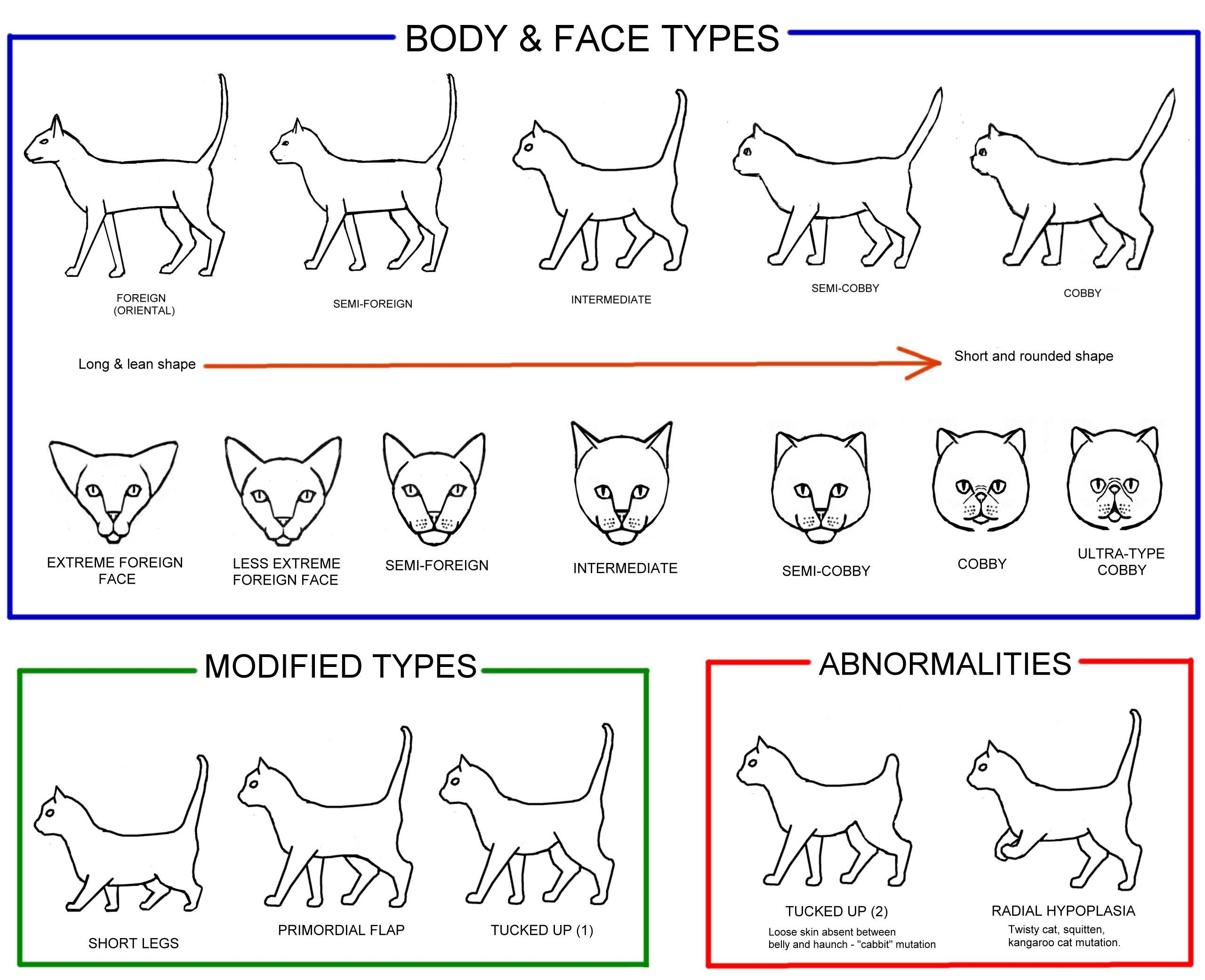Как отличить породистого. Породы кошек схема. Разновидность кошачьих пород. Породы кошек рисунки. Пинч у кошек.