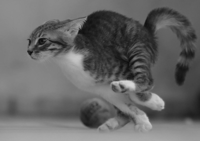 Кот несется