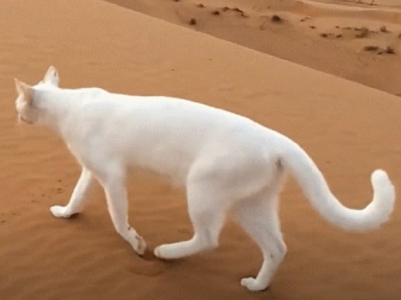 Походка кошки анимация
