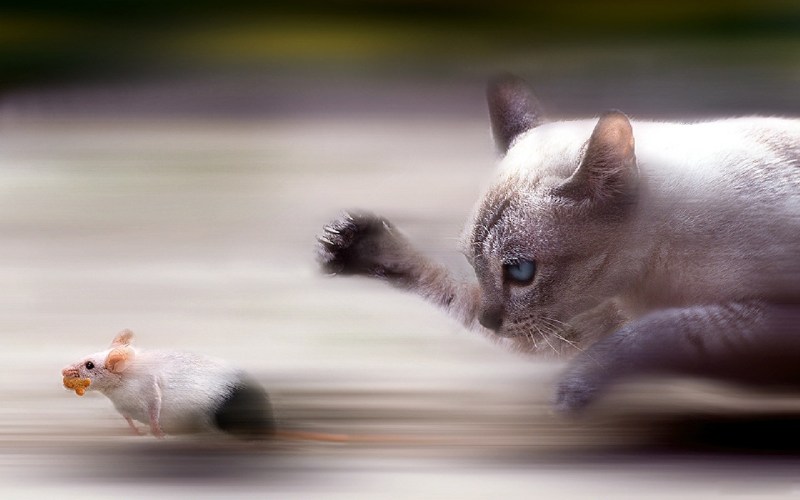 Коты бегут