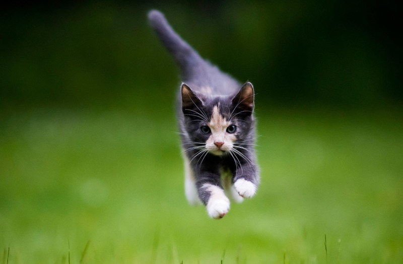 Котик убегает