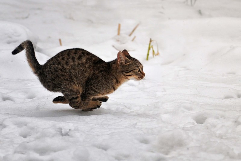 Кот бежит по снегу