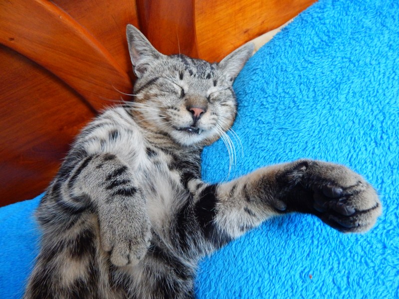 Домашний котик