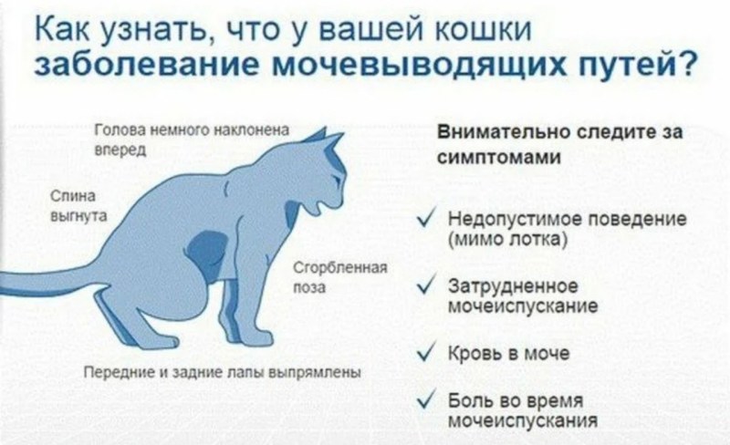 Стадии почечной недостаточности у кота