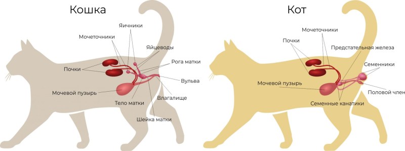 Стерилизация кобелей схема