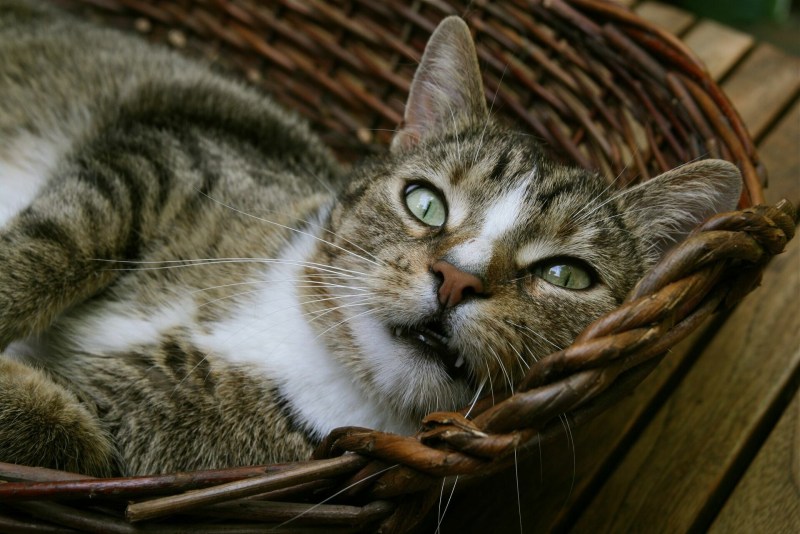 Домашние котики