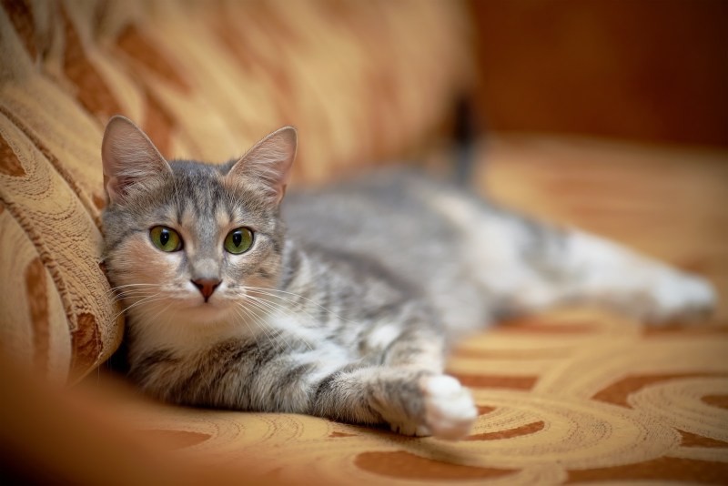 Котенок домашний