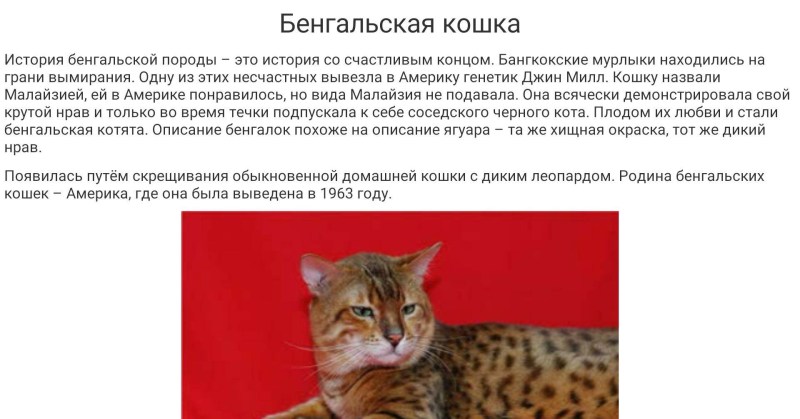 Сообщение о бенгальской кошке