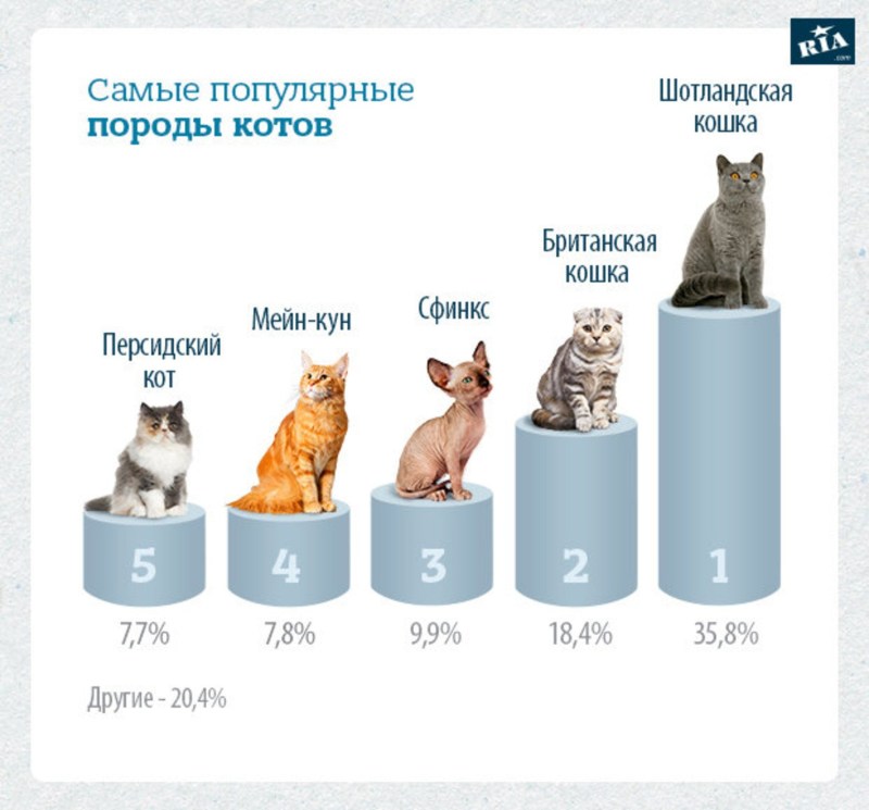 Самые распространенные породы кошек