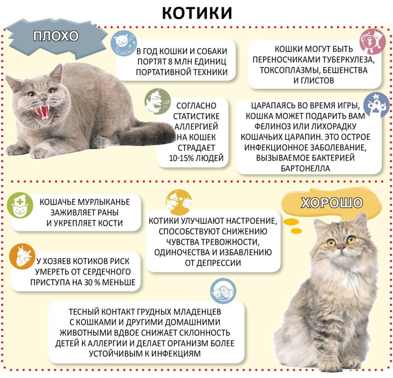 Плюсы и минусы кошек