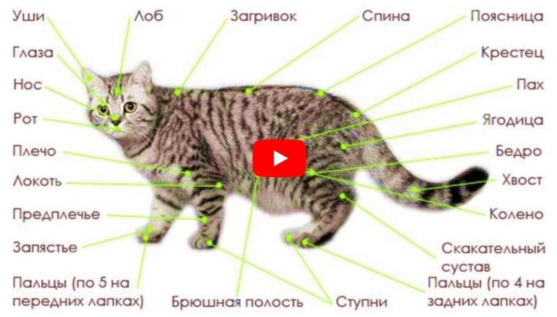 Строение тела кошки