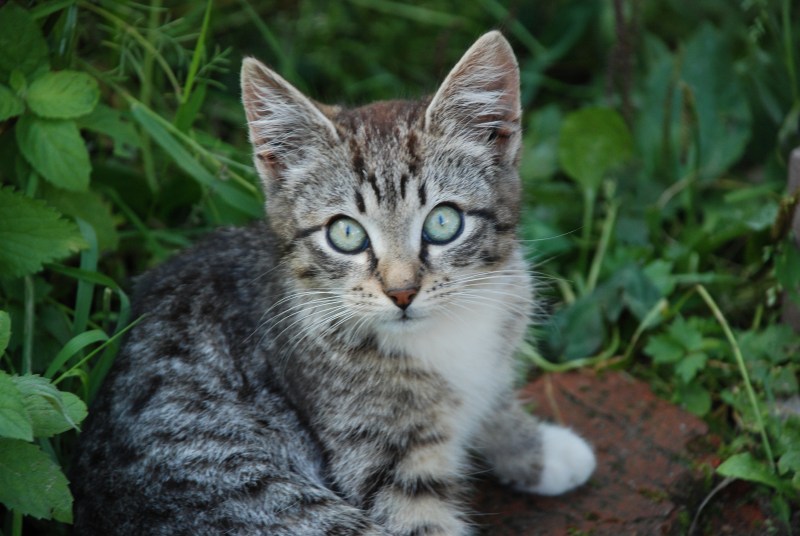 Домашние котята