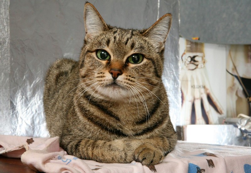 Кот домашний обыкновенный