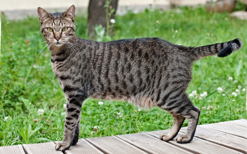 Египетская МАУ кошка