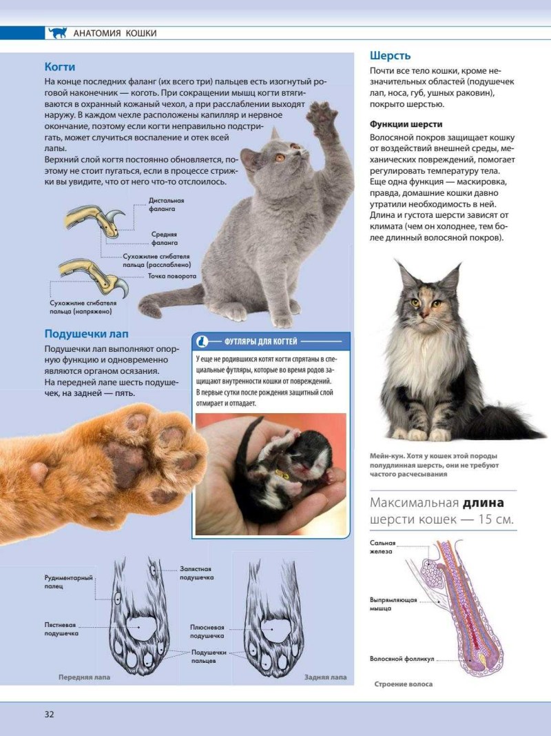 Строение передних лап у кошек