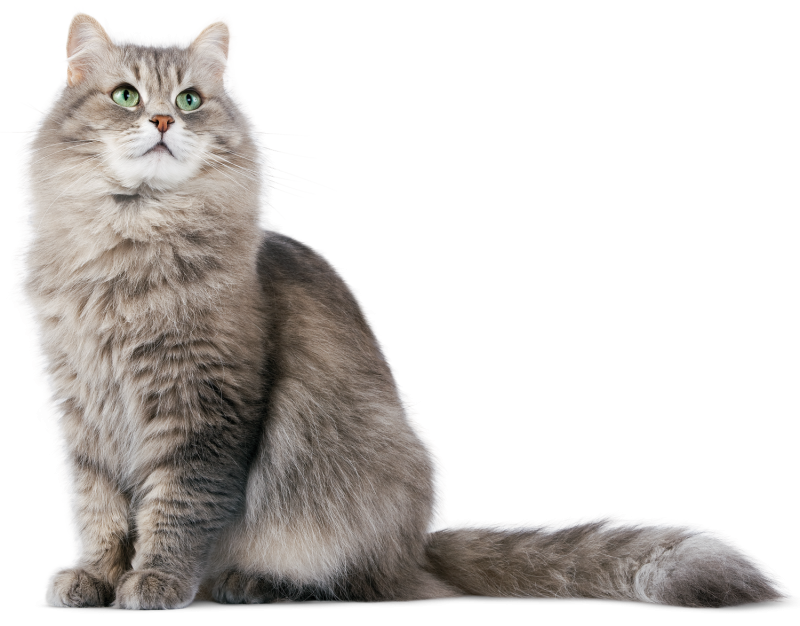 Кошка на белом фоне