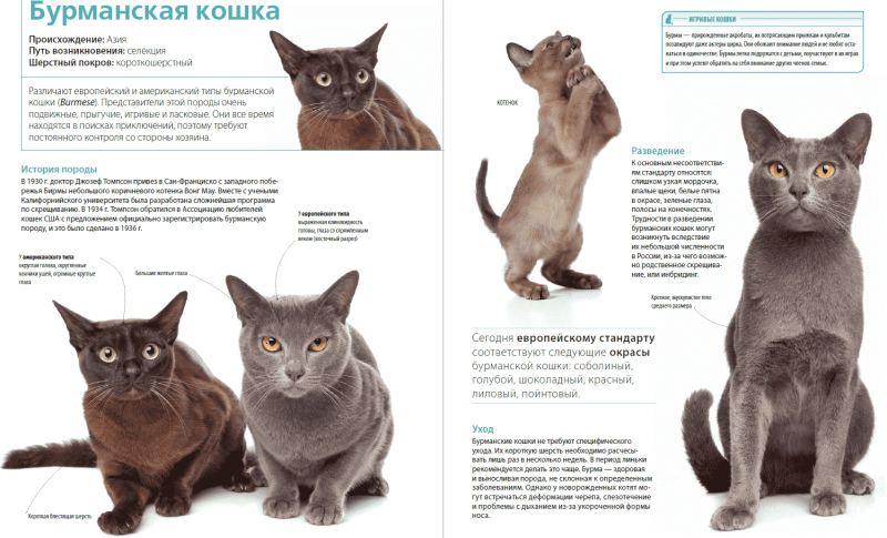 Бурманская кошка стандарты породы