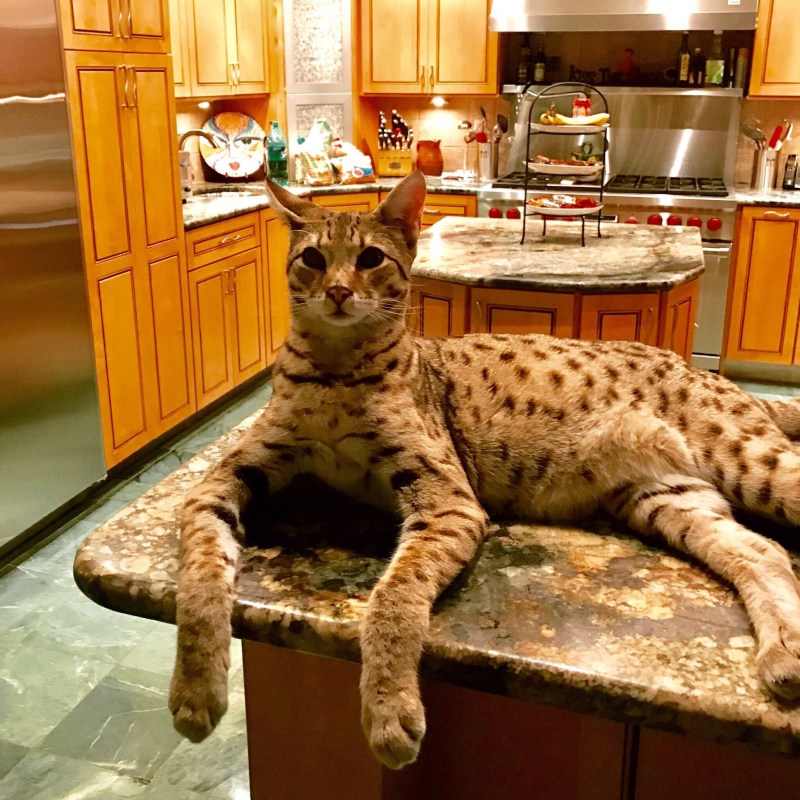 Кот Саванна