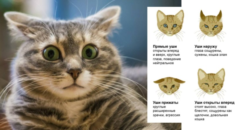 Кот уши назад