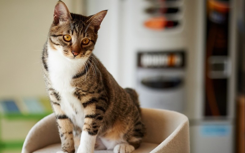 Кошка дома
