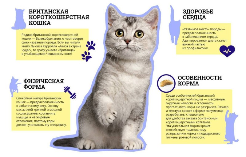 Что нужно для кошки