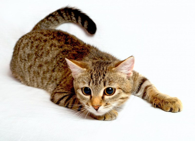 Калифорнийская сияющая кошка