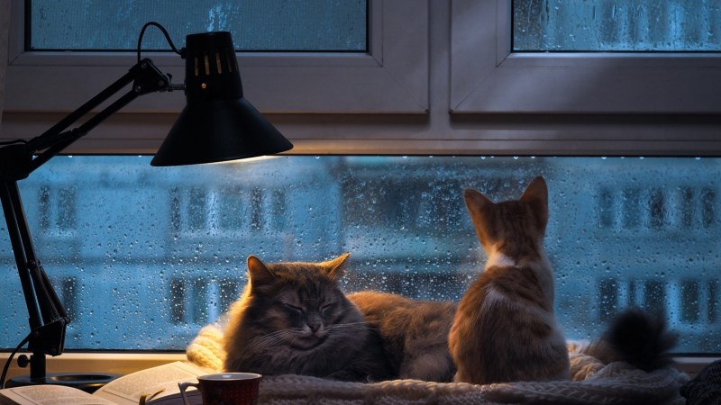 Кот на окне