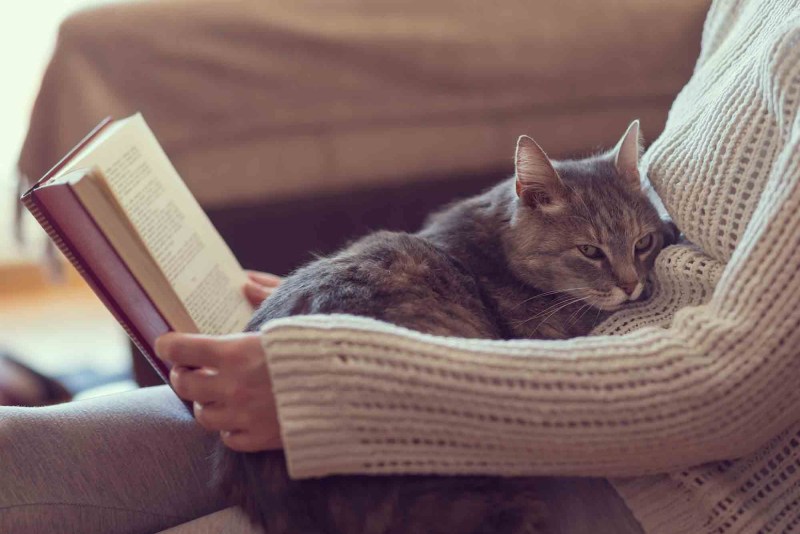 Уютные коты