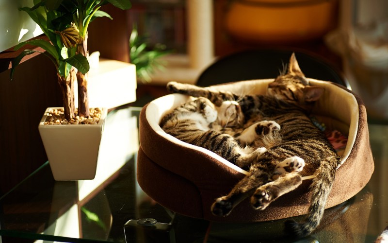 Кошачий уют
