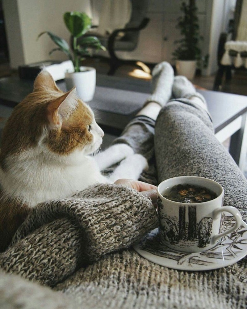 Уютный котик