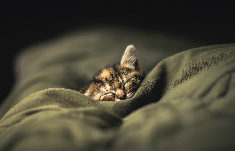 Спящий котенок