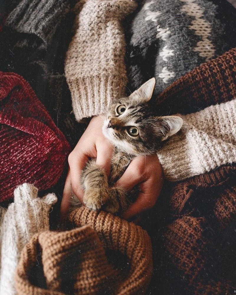 Кот в пледе