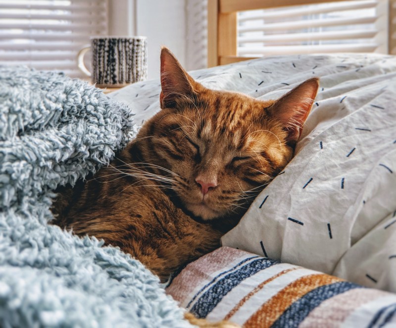 Кошка дома