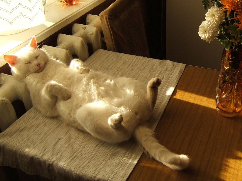 Котики уют