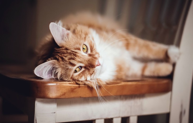 Кошечка уют