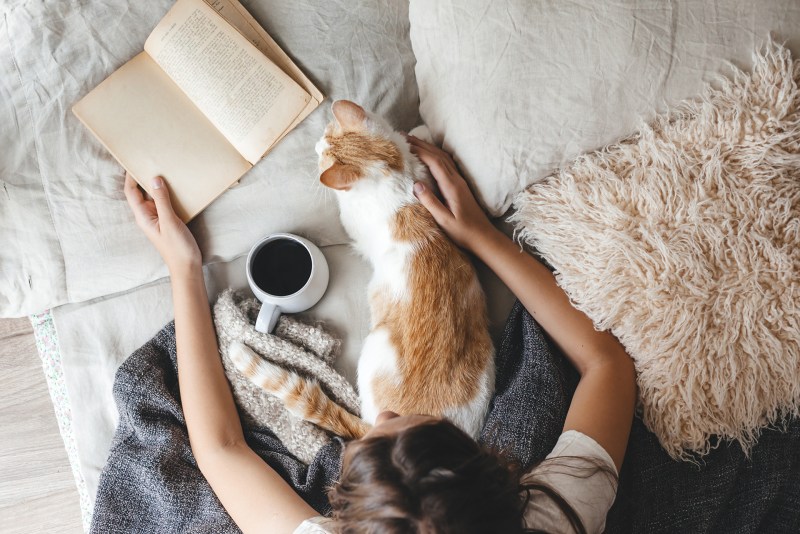 Кот книга кофе