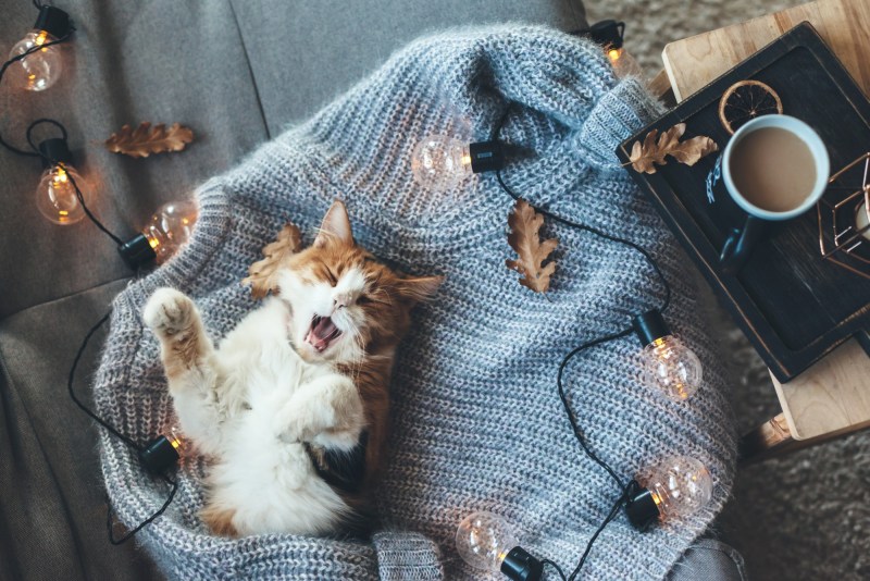 Уютное зимнее утро с котиком