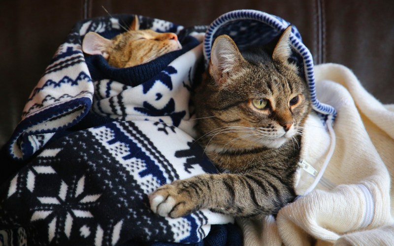 Уютные коты