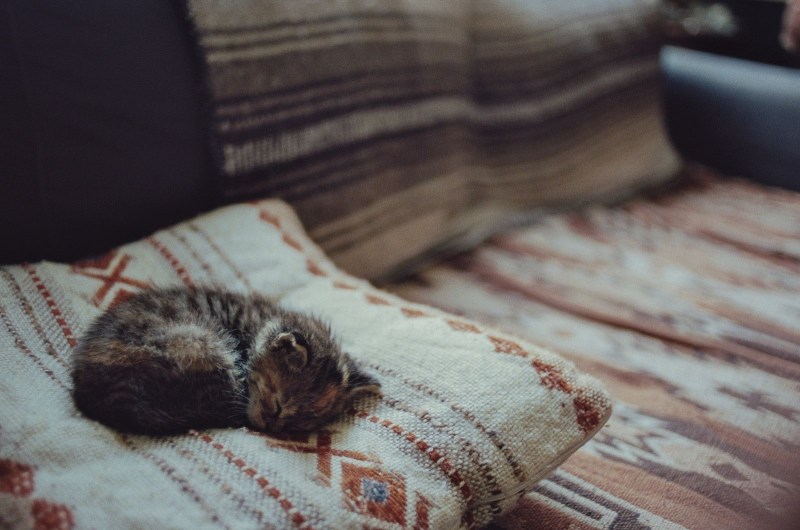 Осень кот плед