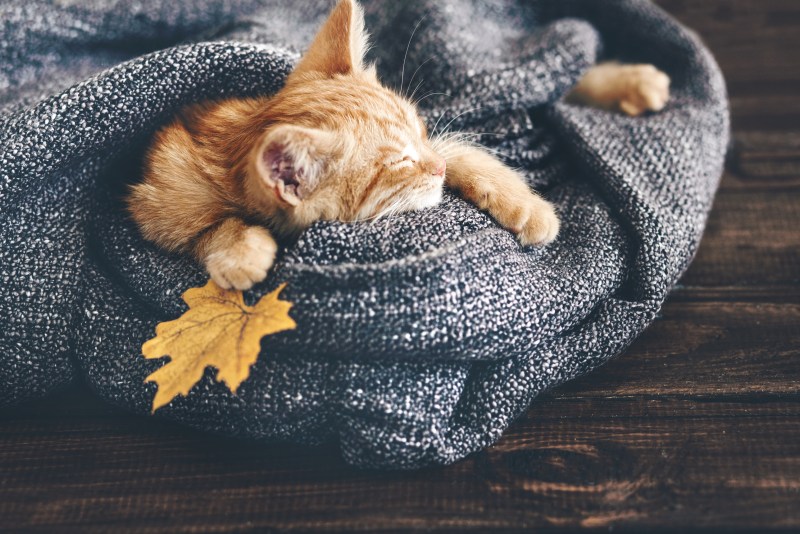 Уютные кошки