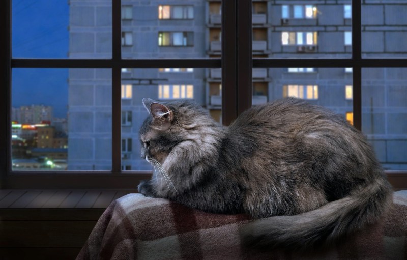 Кошка на окне