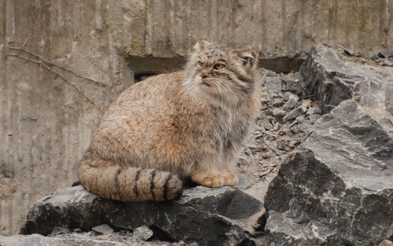 Горный кот Манул