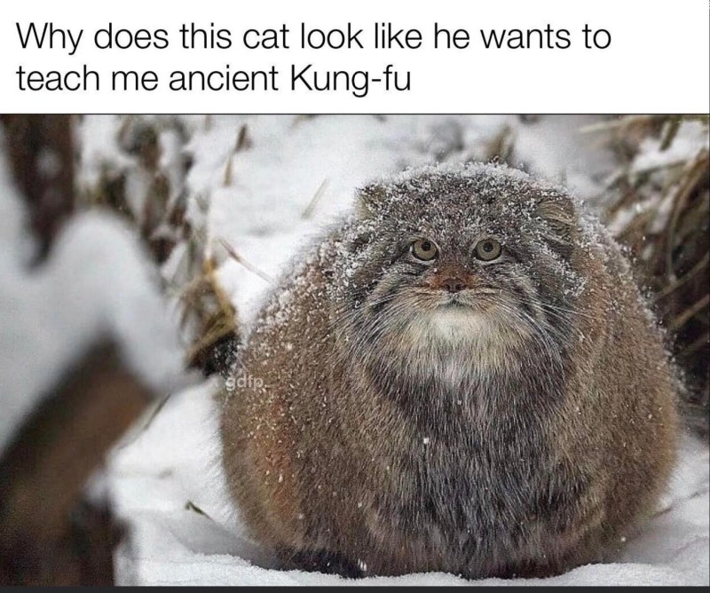 Кот Манул зимой