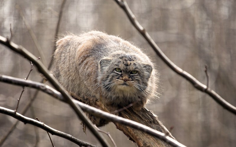 Манул (палласов кот)