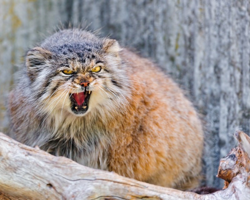 Дикий кот Манул