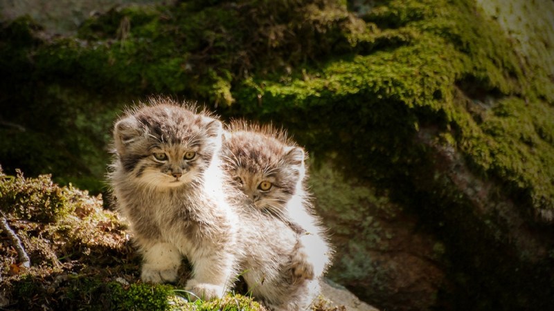 Дикий кот Манул котята