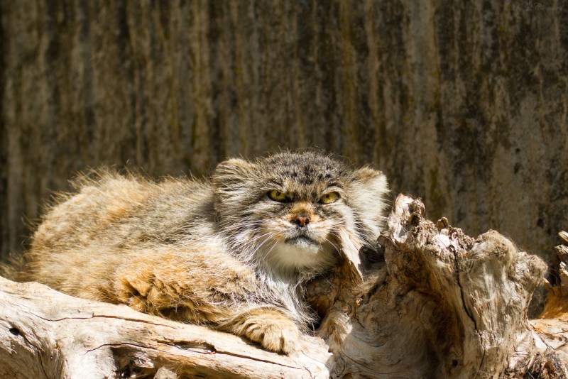 Манул (палласов кот)