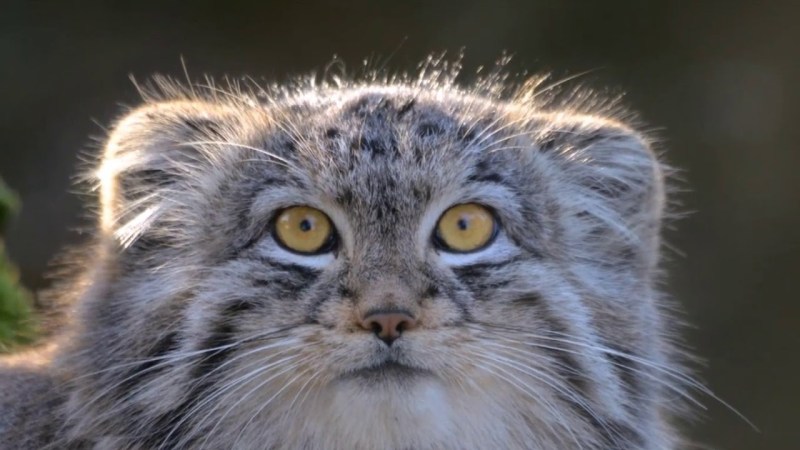 Кот Манул