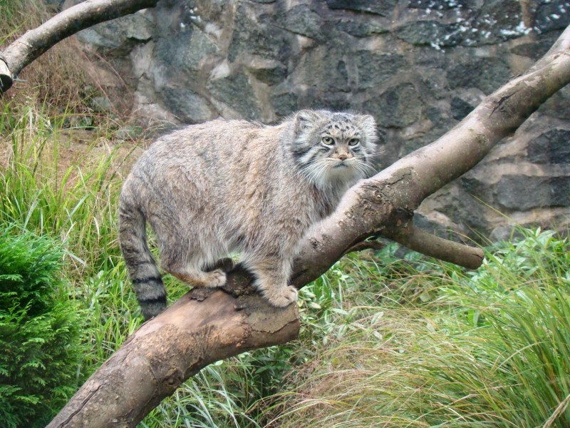 Камышовый кот Манул